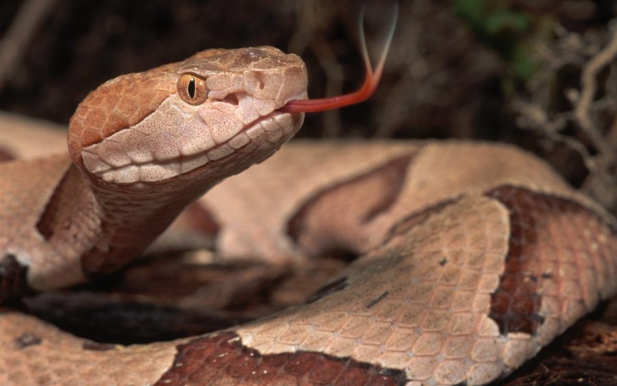 Arque Logos Descubren C Mo Era La Serpiente Del Ed N Antes De La