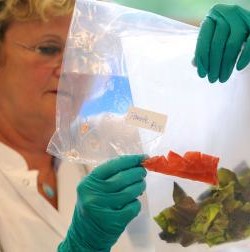 Los pepinos españoles resultaron inocentes… ¿quién será el verdadero culpable?