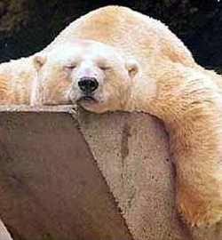 The Real Bears y los peligros de beber gaseosa