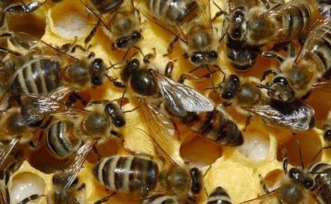 Las Abejas Mueren y el Caballo Negro avanza