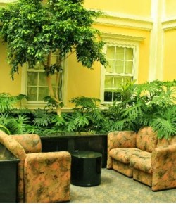 8 razones para tener más plantas en tu casa