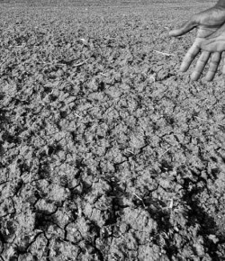 Guatemala se encuentra al borde de una crisis alimentaria