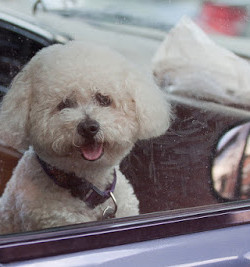 Mira la Tortura que soporta tu Mascota cuando la dejas encerrada en el Auto