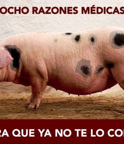 8 RAZONES MÉDICAS POR LAS QUE YO NO COMO CERDO.