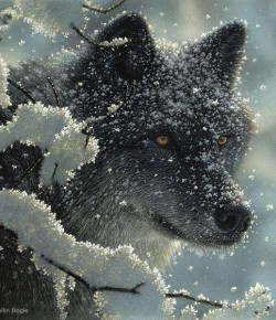 El Error del Lobo