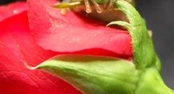 La Rosa y el Sapo (Fábula para cambiar paradigmas sociales)