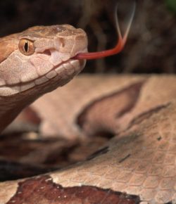 Arqueólogos descubren cómo era la serpiente del Edén antes de la maldición divina