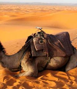 ¿»Camellos Humildes» o Discípulos Adoradores?