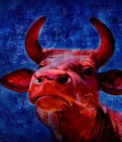 La Vaca Roja y La Purificación de la Muerte