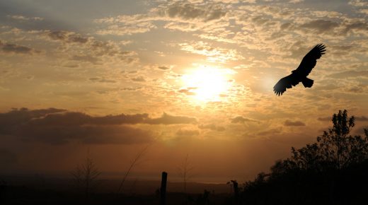 El Águila (Nesher) Mesiánica