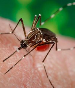 El Riesgo de Muerte por Dengue es Mayor al del Coronavirus y no se le da la Importancia Necesaria