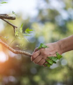 Plantando Nuestra Canción