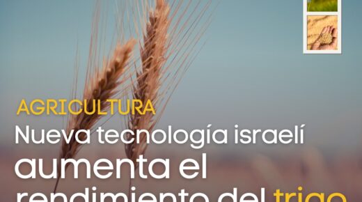 Israel crea una tecnología para aumentar el rendimiento del trigo.